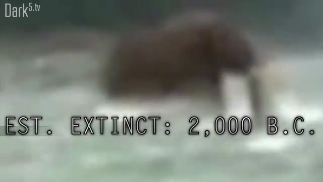 5 Extinct Animals That May Still Roam the Earth