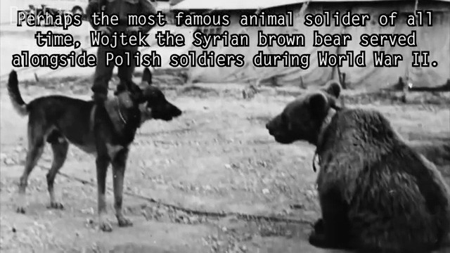 5 Most Incredible Animal Soldiers