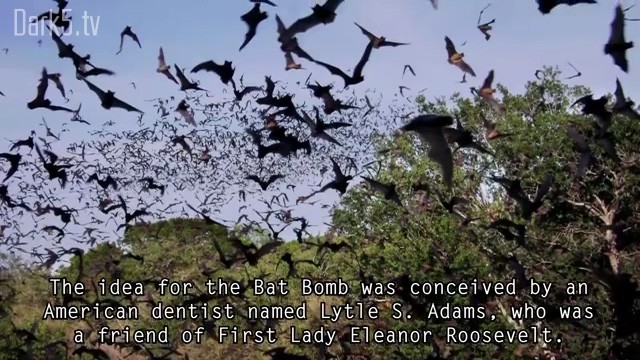 The idea for the Bat Bomb was conceived by an American dentist name Lytle S. Adams, who was a friend of First Lady Eleanor Roosevelt.