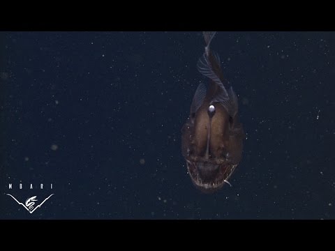 Strange and Elusive Anglerfish Captured on Video