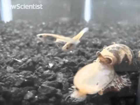 Cone Snails Use Insulin Weapon to Swallow Fish Whole