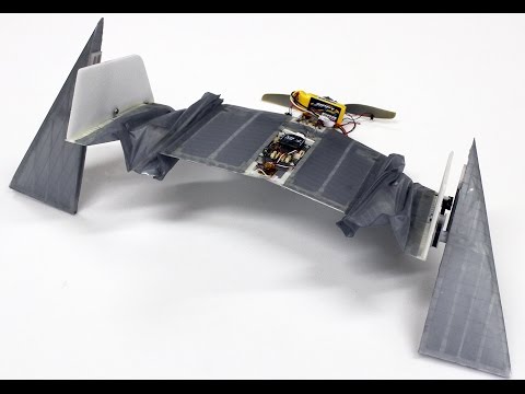 This Vampire Bat Robot Can Both Walk and Fly