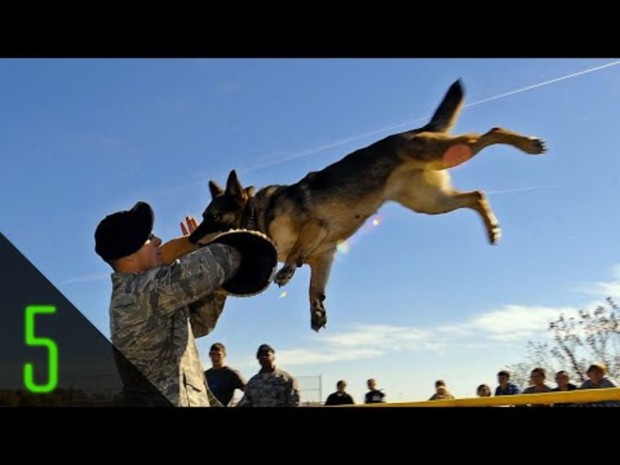 5 Most Incredible Animal Soldiers